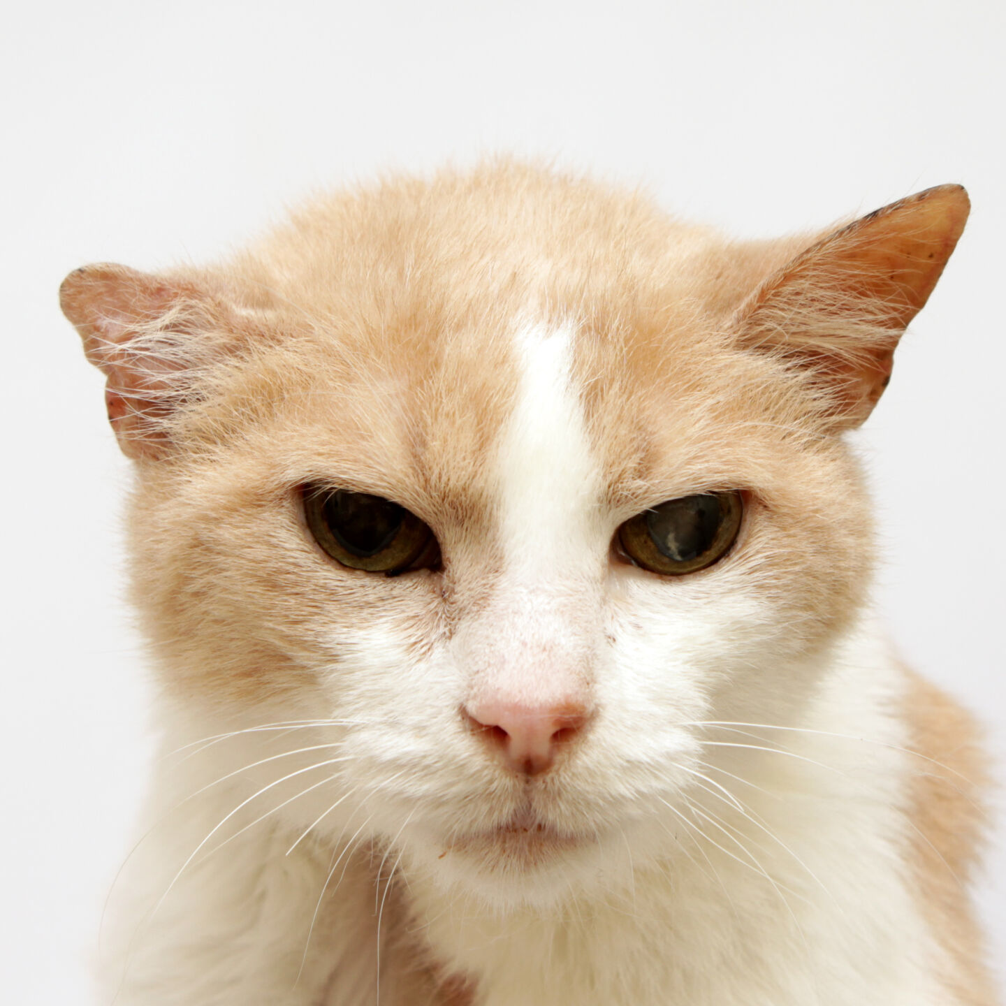 Martin County Pet of the Week - Week of Feb. 19, 2021
